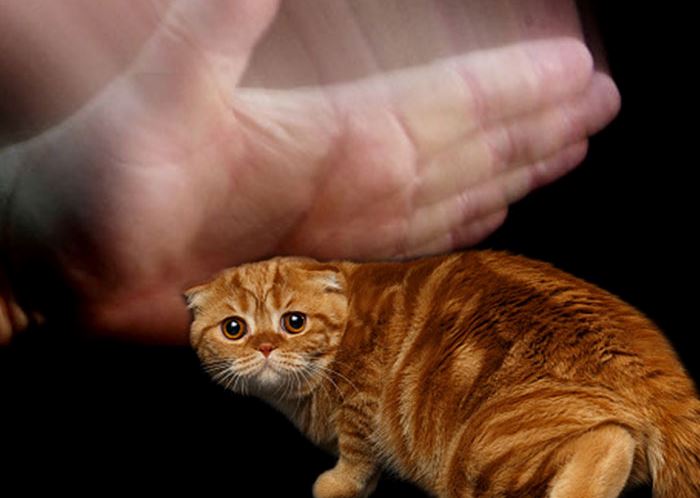 video of woman hitting a cat went viral, animals lovers online urged authorities to take action