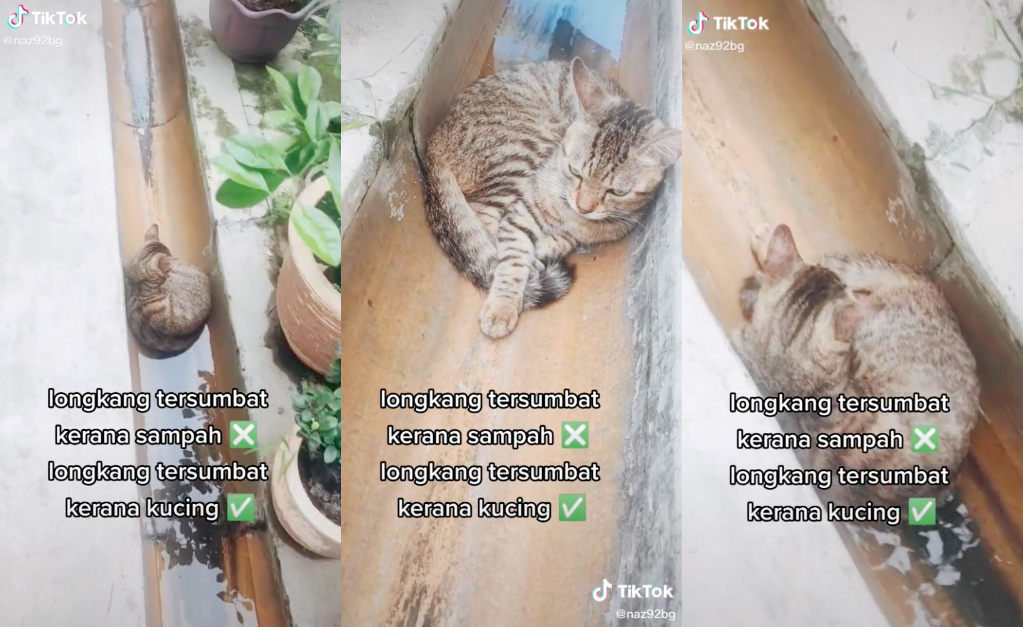 adorable video of cat hanging out in drain, blocking water flow went viral online!