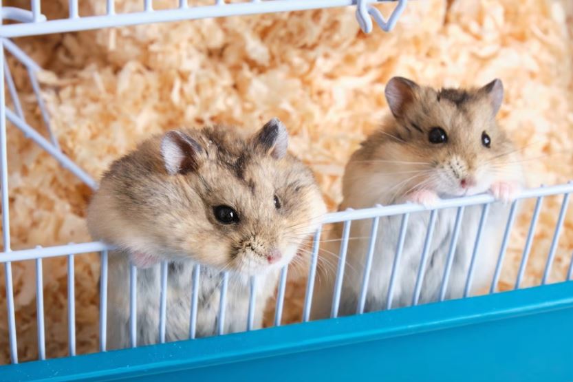 hamster didakwa jadi punca penularan delta di hong kong