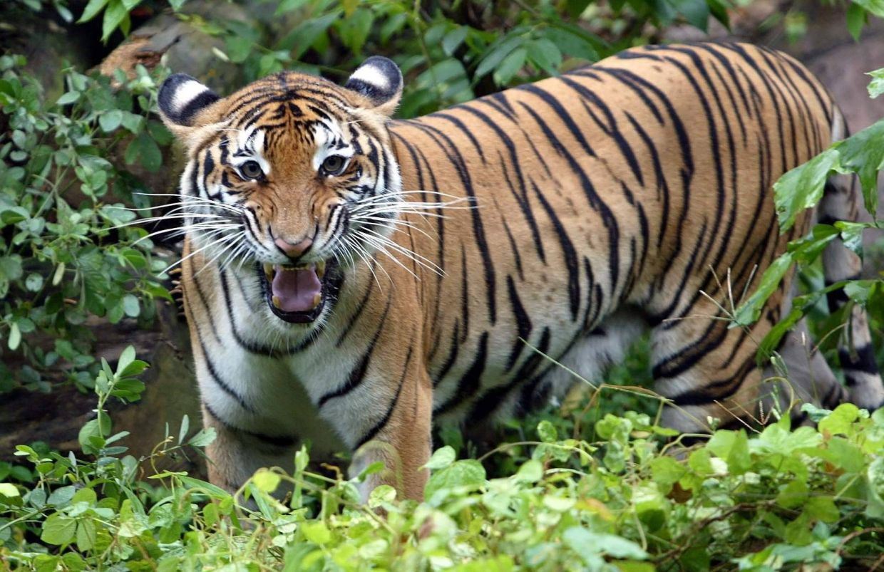 delivery rider in terengganu chased by tiger, escaping death