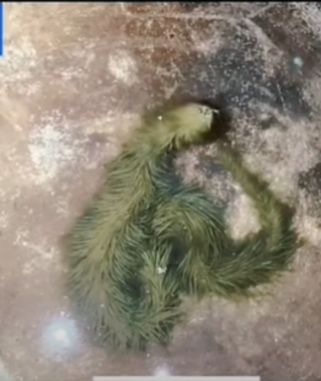 haiwan macam ular berbulu buat ramai geli-geleman