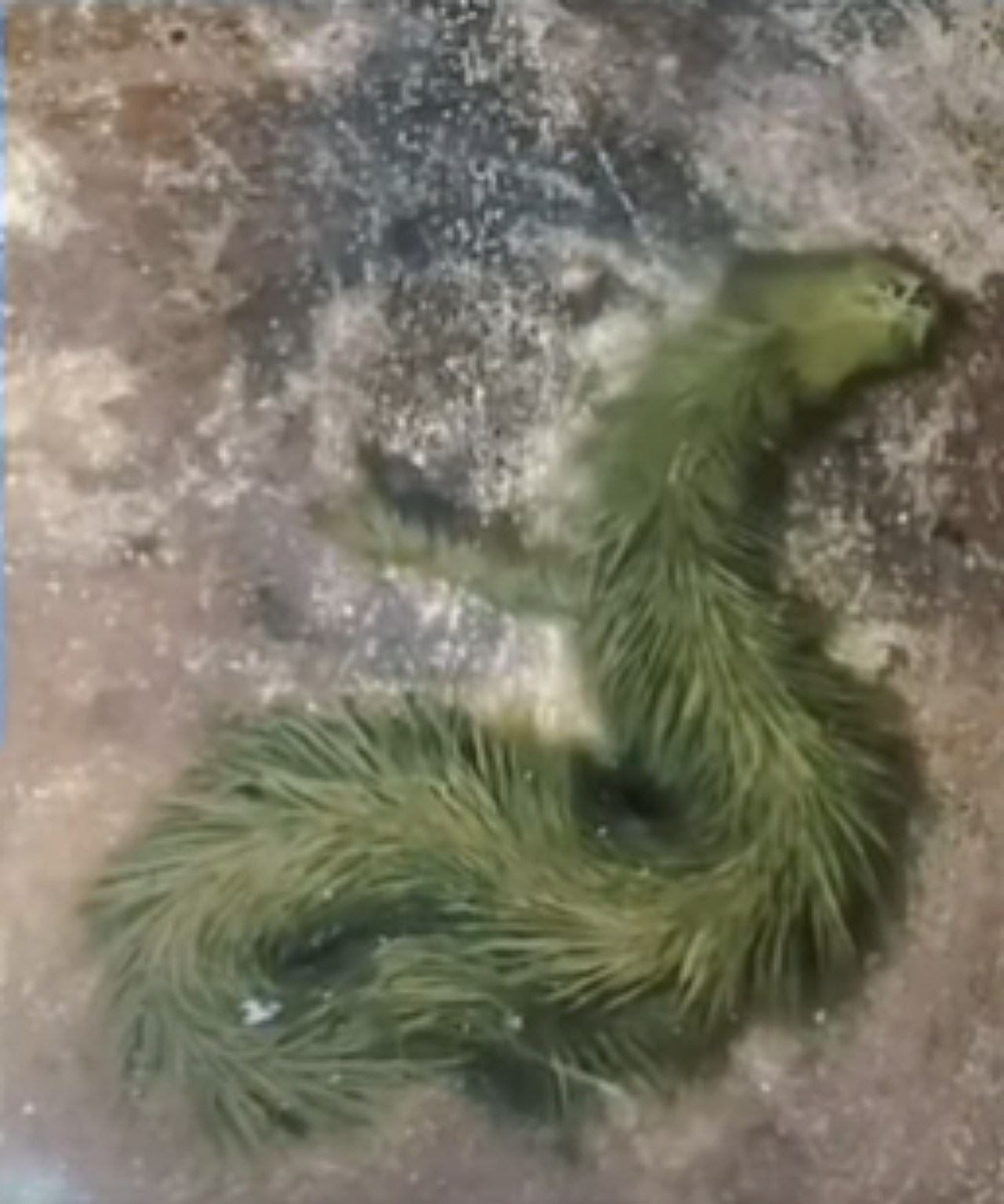 haiwan macam ular berbulu buat ramai geli-geleman