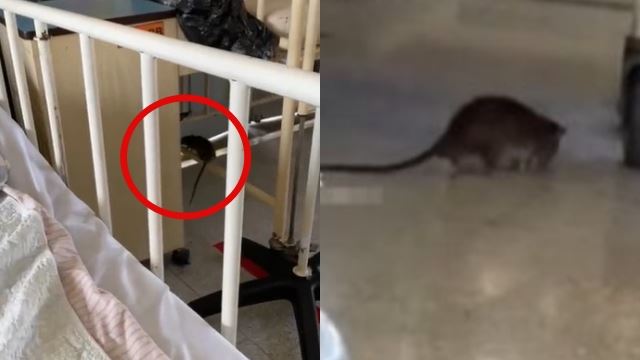 tindakan segera diambil htjs setelah tular video tikus berkeliaran di wad kanak-kanak