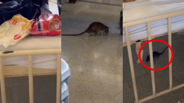 tindakan segera diambil htjs setelah tular video tikus berkeliaran di wad kanak-kanak