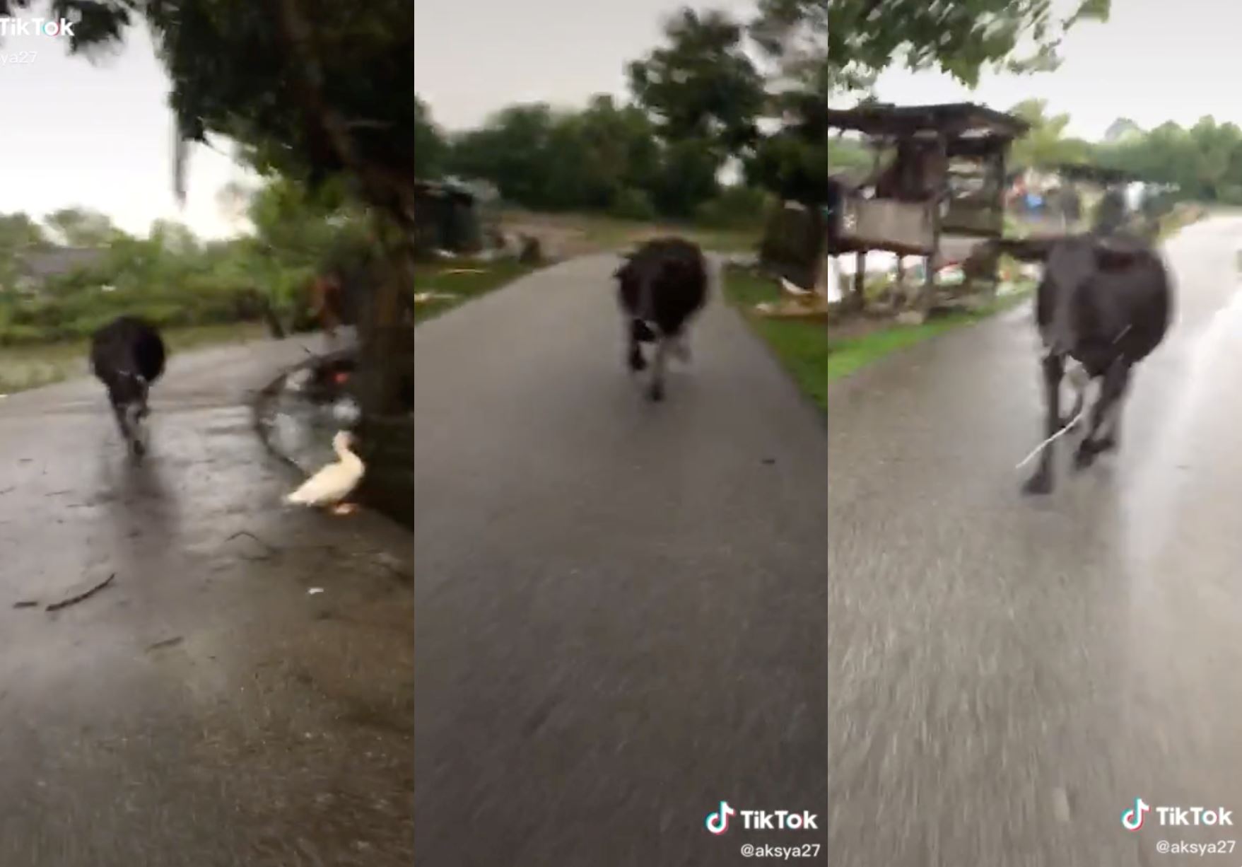 netizens amused, video of two men chased by cow gained over 6.4 million views!