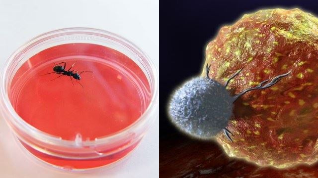 ant-cancer-640.jpg