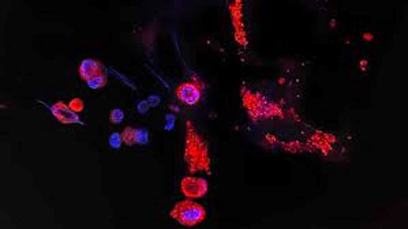 omicron ba.2 is expected to become malaysia's new dominant variant