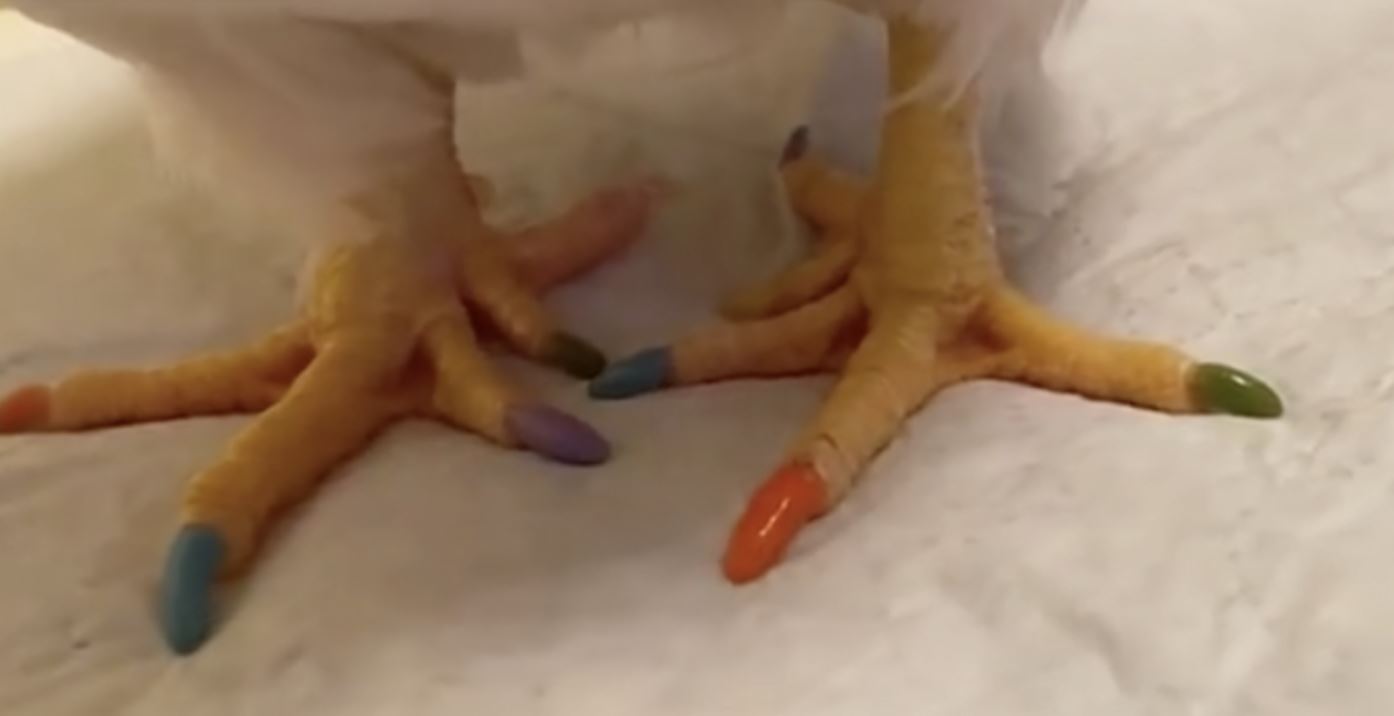 woman in china goes viral for doing “manicure” on her pet rooster