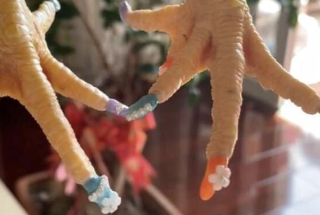 woman in china goes viral for doing “manicure” on her pet rooster