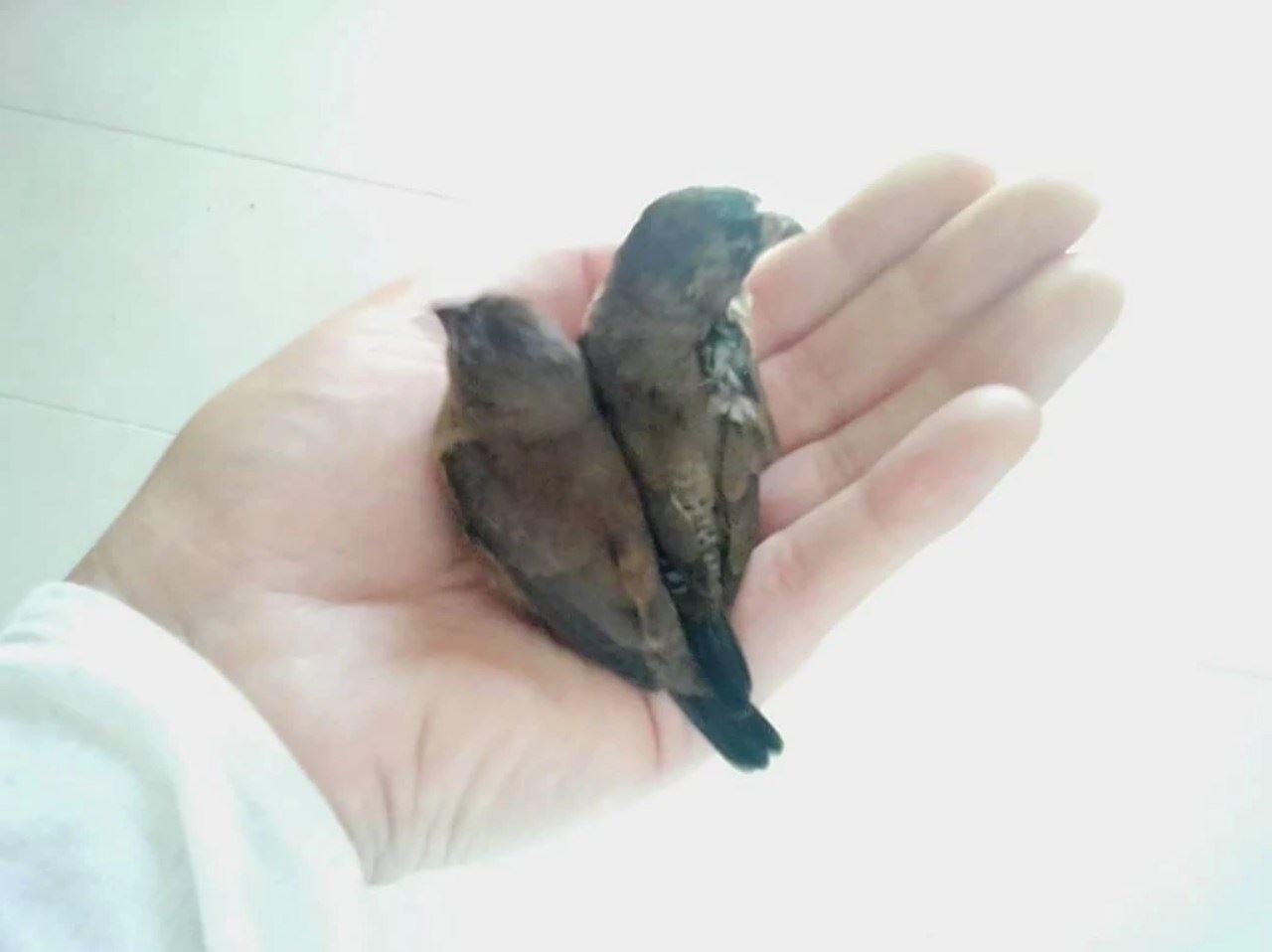 84 hari burung bersarang dalam rambut wanita ini, puncanya hanya satu