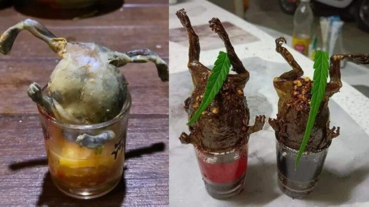 awas trend hidangan katak lembu hidup cicah sos, undang risiko penyakit