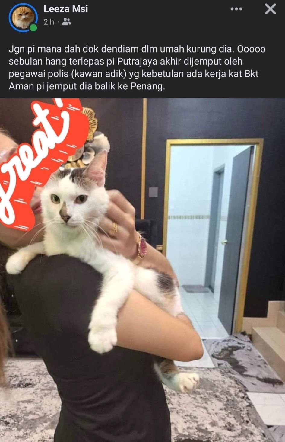 kucing hilang dari pulau pinang ditemui semula di putrajaya
