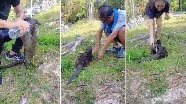 memerang boleh menyerang jika berasa terancam dengan manusia