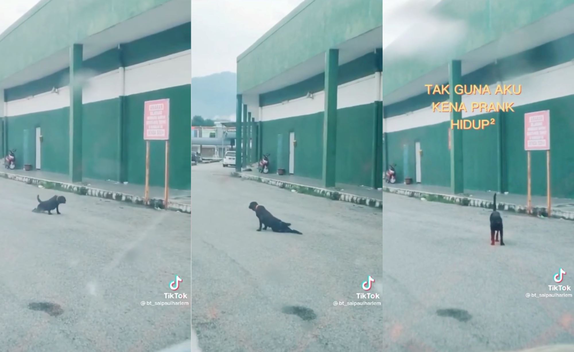 doggo in perak caught “pranking” road users with fake limp for attention!