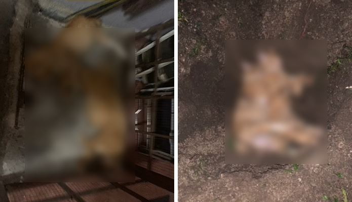 sedih! kucing popular ini mati kena racun di desa pandan, kl