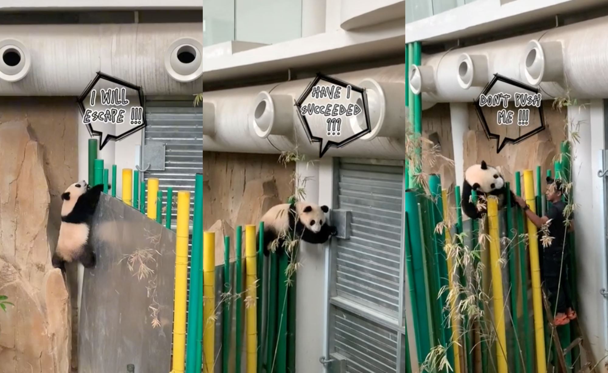 baby panda caught on camera trying to escape its enclosure in zoo negara