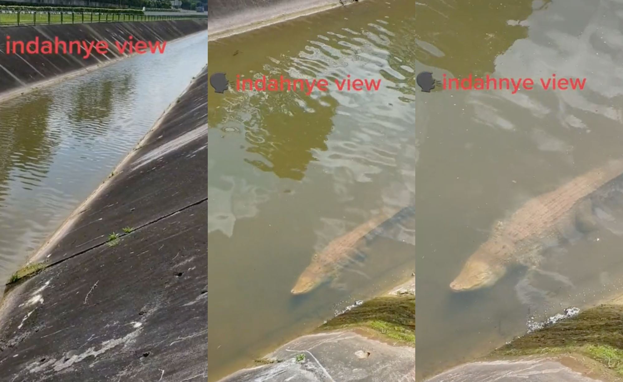 individual captures video of crocodile floating still as a long in singapore canal, netizens amused