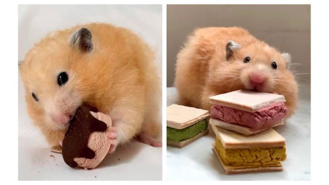 wanita singapura tawar rm1,575 cari hamster miliknya yang dipercayai mati hidup semula