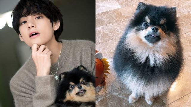 video haiwan peliharaan v bts ditonton lebih 530 juta kali di tiktok, peminat jatuh cinta