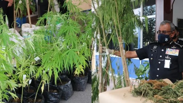 bekas diplomat berpangkat datuk kantoi tanam 100 pokok ganja di kediaman