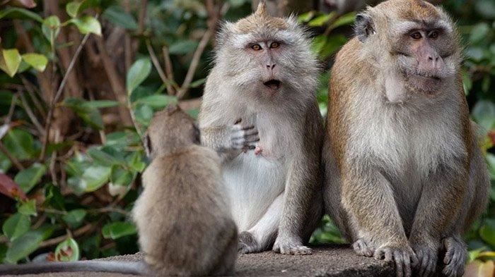 bahana mercun bola, individu tak sangka dua jari cedera ketika halau monyet