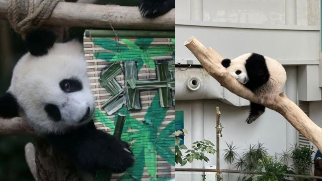 comel! selepas setahun, nama anak ketiga pasangan panda gergasi diumum, ‘shen yi’ bawa maksud keamanan dan persahabatan