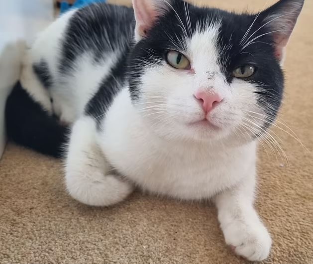 suami isteri terkejut kucing sebenar masih hidup lepas tanam bangkai