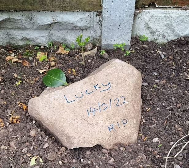 suami isteri terkejut kucing sebenar masih hidup lepas tanam bangkai