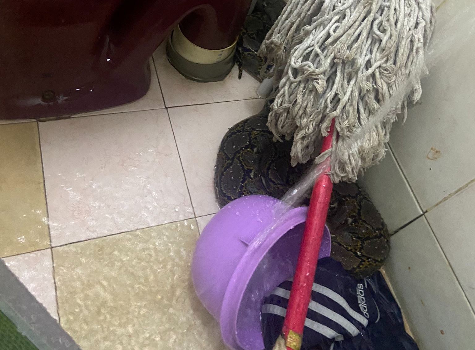 man in selayang bitten by python while he was on the toilet, playing video games