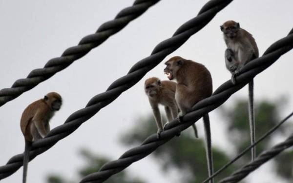 penduduk tak tahan sekumpulan monyet serang kediaman ketika tidur, serik diganggu