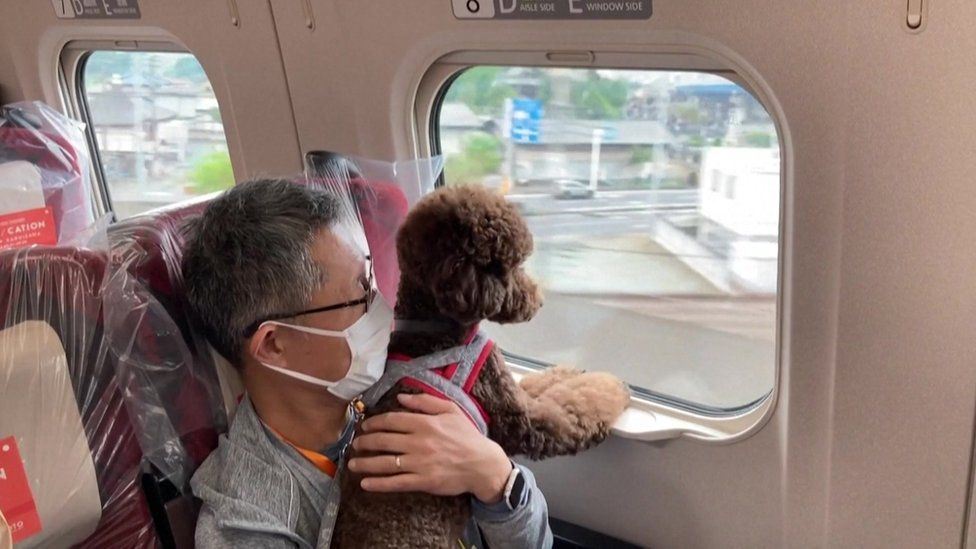 happy doggos on bullet train as japan tests out pet-friendly carriages