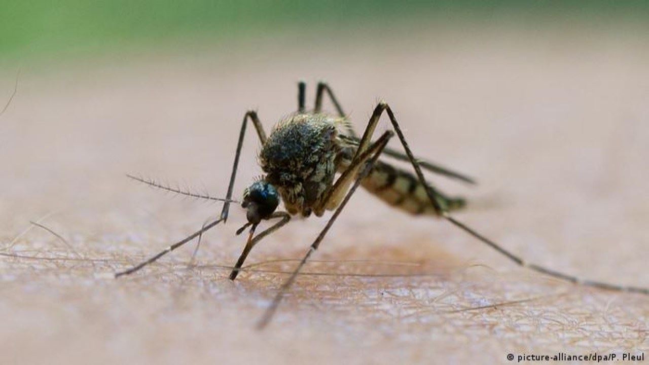 thailand kesan kes malaria nousai, punca dari monyet dalam hutan