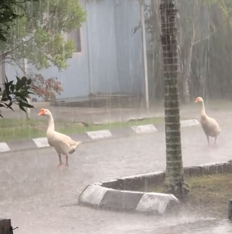 gelagat dua angsa tak gerak dalam hujan undang tanda tanya netizen