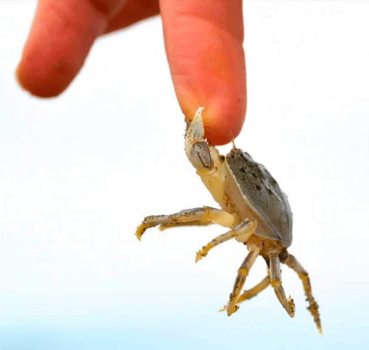 lelaki sakit tenat lepas makan ketam hidup yang sepit anaknya