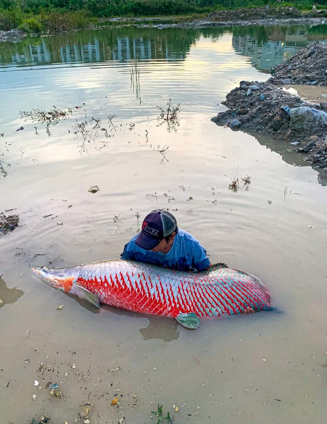 m’sian man catches enormous arapaima fish that is as big as him in puchong lake!