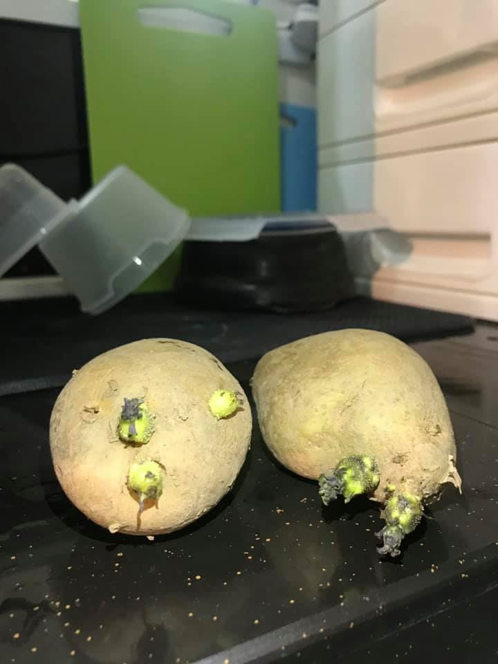 bahaya makan kentang bertunas, banyak kesan buruk boleh terjadi