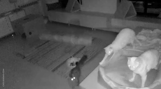 jangan abai 10 perkara ini jika tinggal kucing di rumah masa balik kampung