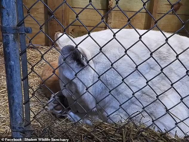 sayu lihat ibu harimau berkabung lepas dua anaknya mati lemas