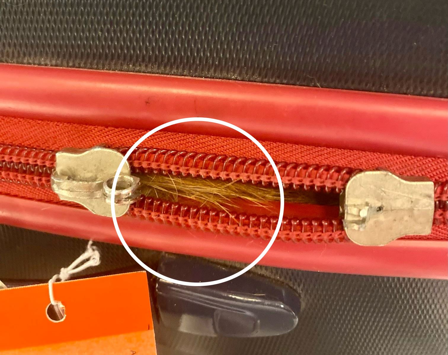 oyen sneaks into check-in luggage, discovered during x-ray scan at airport