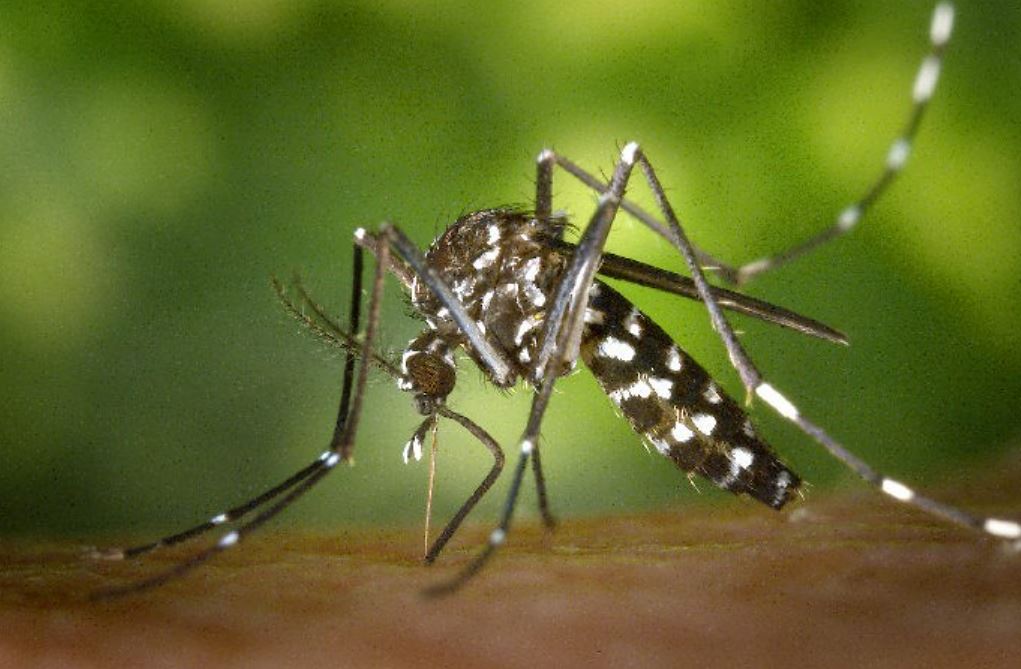 selangor records 31,822 dengue cases as of november, 131.5% increase compared to 2021