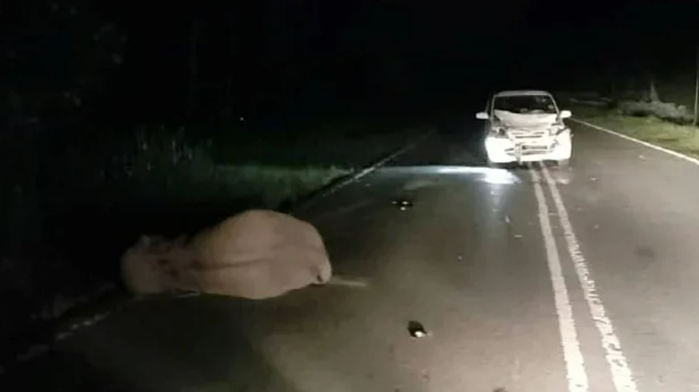 baby pygmy elephant killed in sabah after it was hit by car