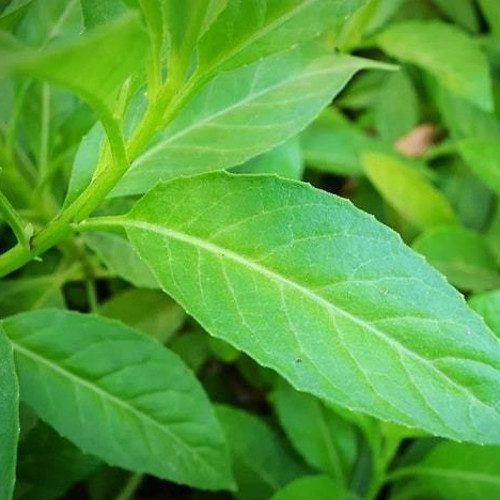 8 jenis ulam yang popular