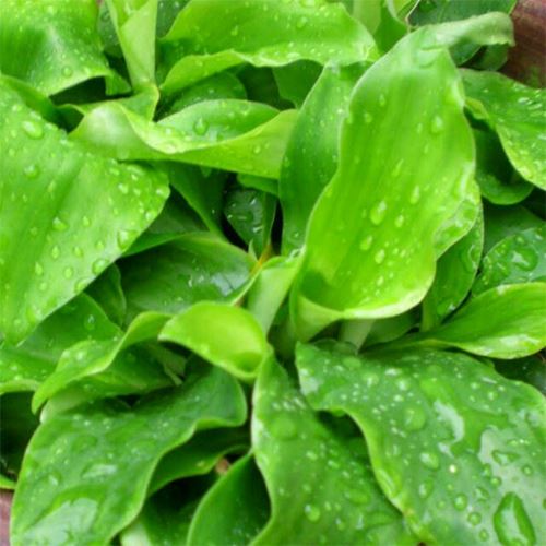 8 jenis ulam yang popular