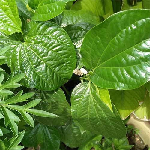 8 jenis ulam yang popular