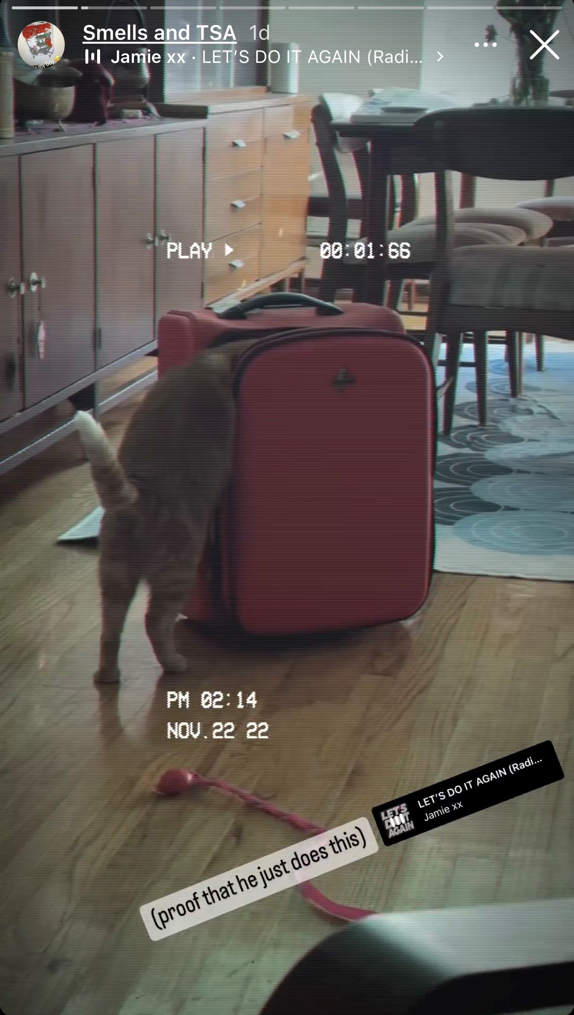 senyap-senyap oyen masuk beg, kantoi masa di airport