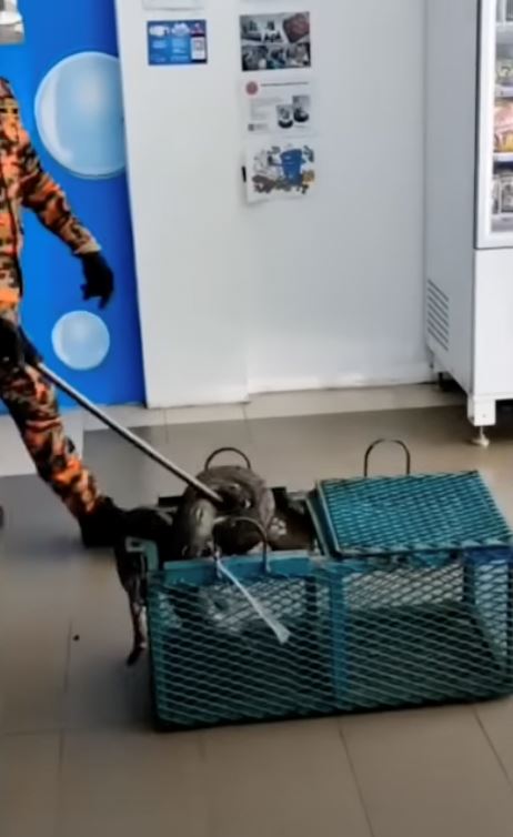 ular sawa melingkar dalam mesin basuh baju kedai dobi dekat johor