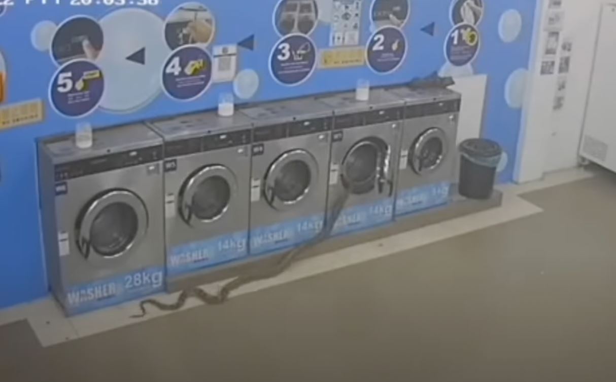 ular sawa melingkar dalam mesin basuh baju kedai dobi dekat johor