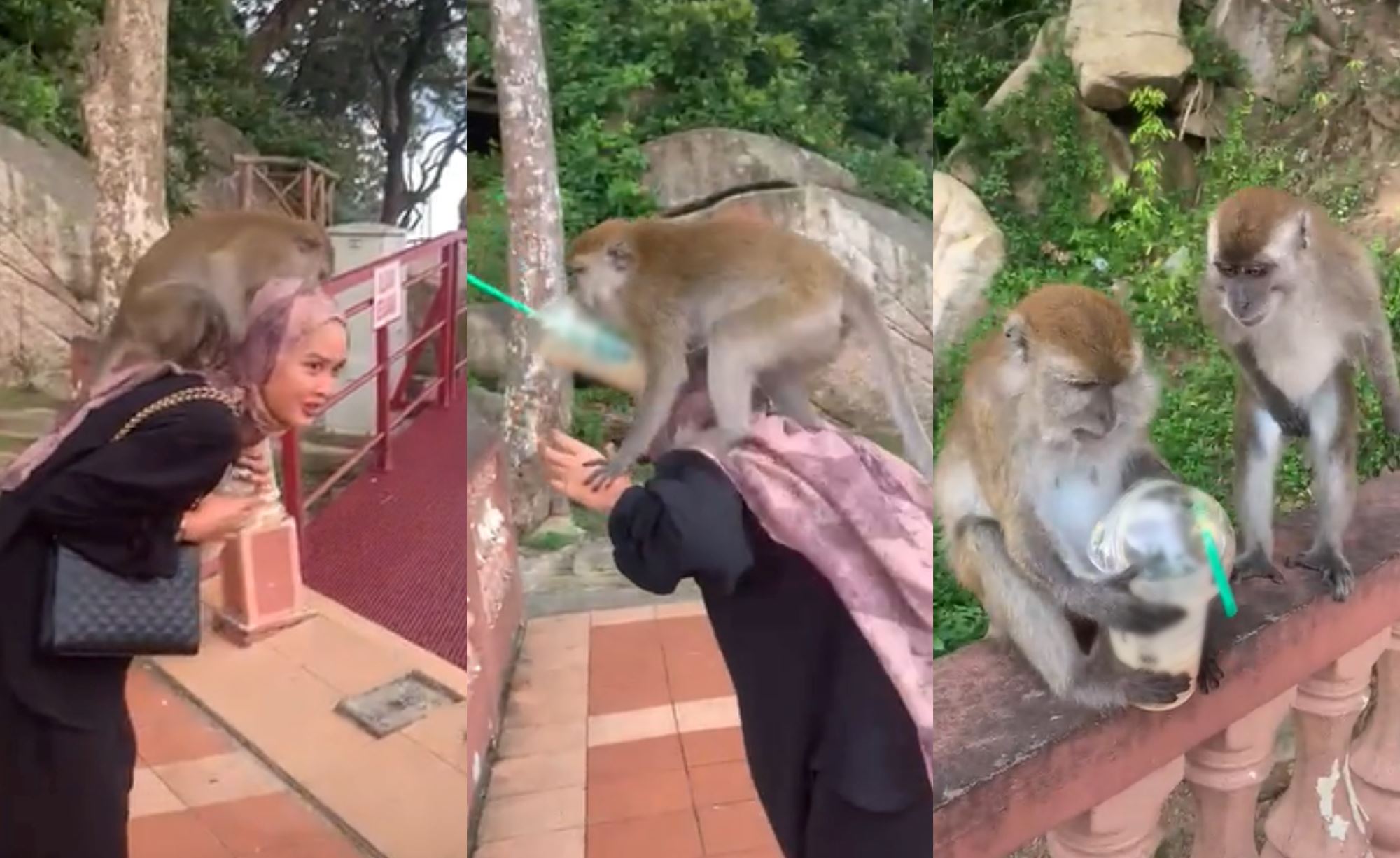 video of woman keeping calm while a monkey jumped on her head went viral, m’sians amused!