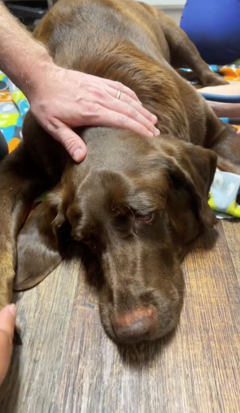 anjing hidap kanser peluk pemiliknya buat kali terakhir sebelum ditidurkan selamanya