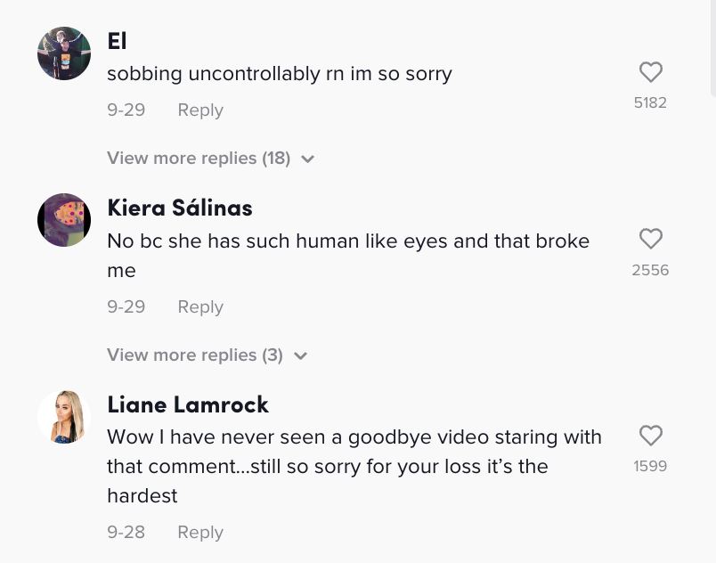 anjing hidap kanser peluk pemiliknya buat kali terakhir sebelum ditidurkan selamanya